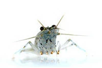 amano garnéla