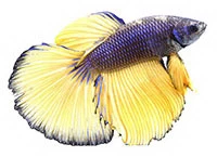 Betta splendens