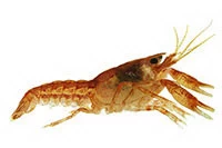 Cambarellus patzcuarensis sp. Orange (CPO)