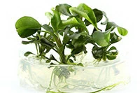 bucephalandra sp